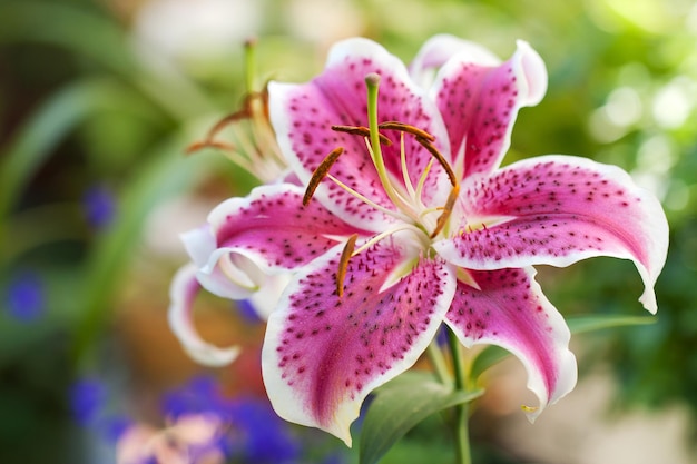 Lily pink flower