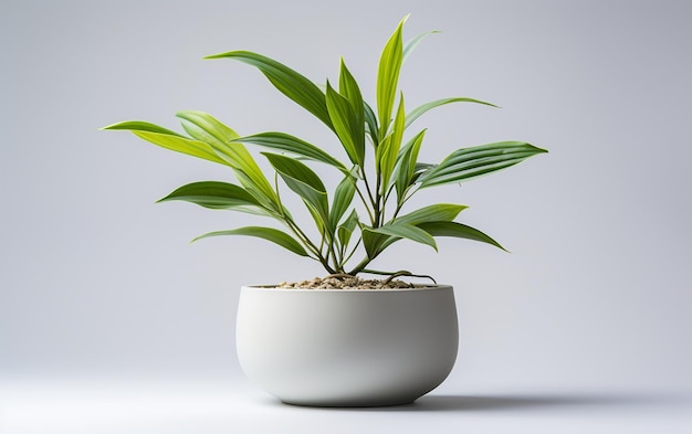 Lily Plant Seedling in a White Bowl