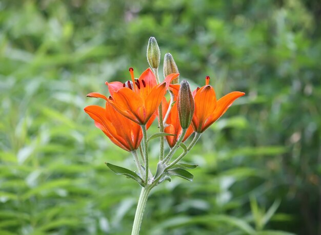 Lily plants growing in the summer park