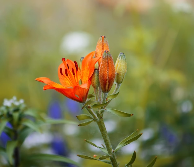 Lily plants growing in the summer park