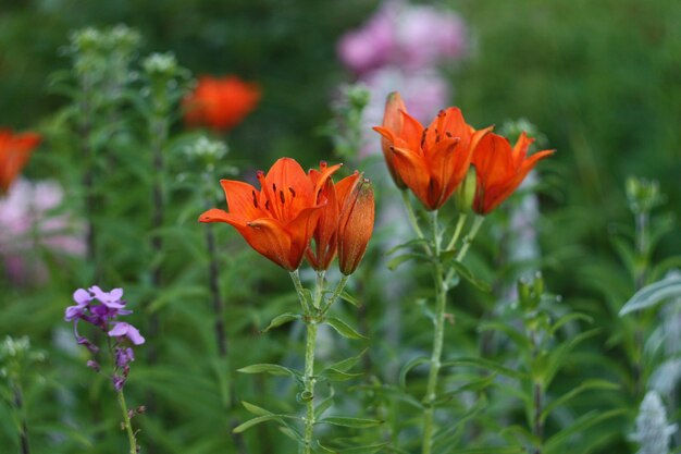 Lily plants growing in the summer park