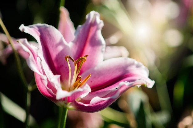 Lily in spring with soft focus unfocused blurred spring Lily bokeh flower background pastel and soft flower background