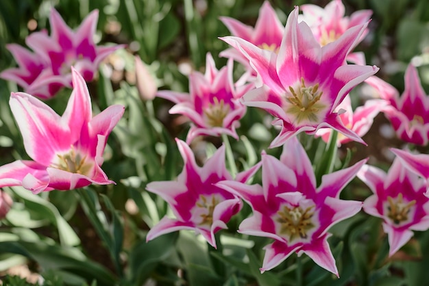 Foto lily tulip fiori di colore viola e bianco giardino durante la stagione primaverile
