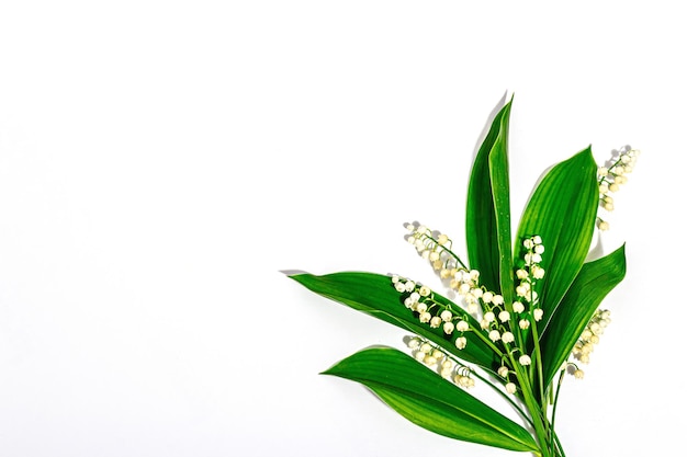 Lily valley bloemen met groene bladeren geïsoleerd op witte achtergrond Natuur object voor het ontwerp