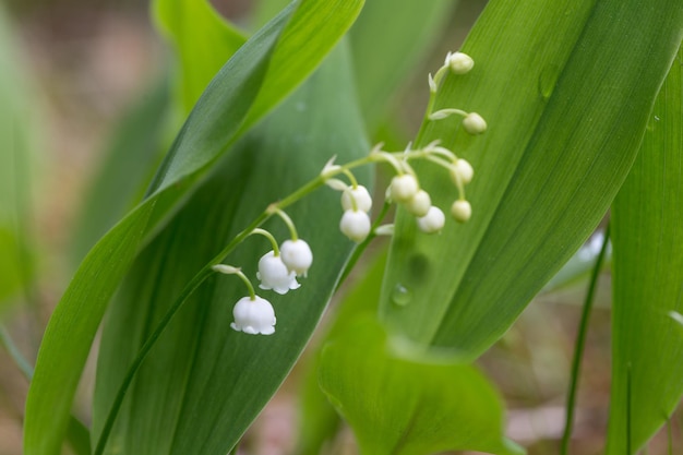 Lily of the valley closeup detailed bright macro photo The concept of spring may summer