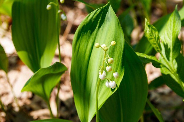 Lily of the valley Convallaria majalis white flowers in forest at spring
