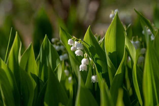 Цветок ландыша (Convallaria majalis)