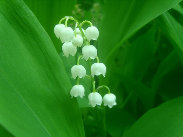 緑の葉の写真の谷の花のユリ