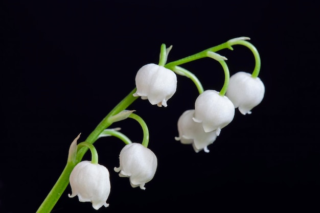 Lily of the valley flower in spring lily of the valley flower in spring during flowering there may be defects on the petals