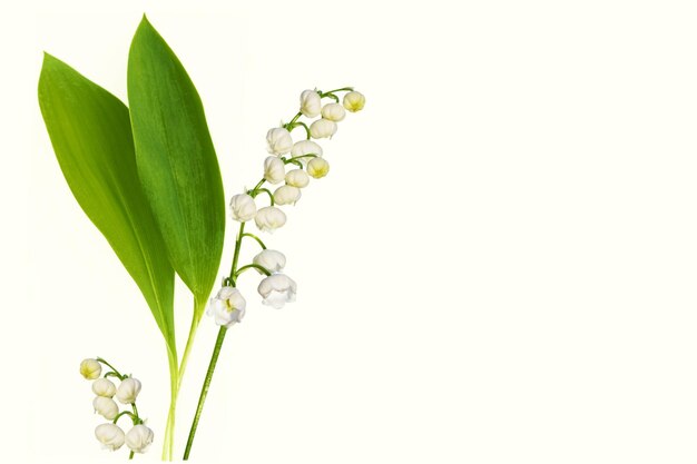 Lily of the valley flower on white background nature