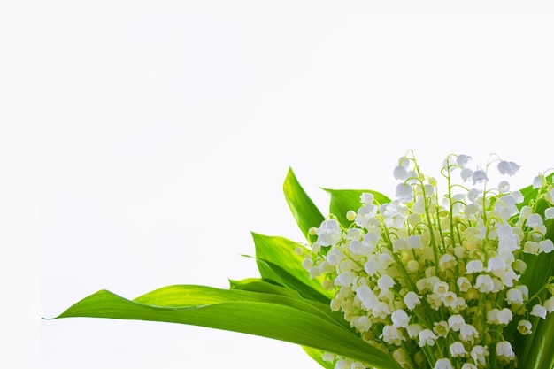 Lily of the valley flower on white background