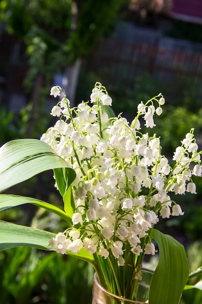 Lily of the valley flowers. blooming lilies of the valley lilies-of-the-valley.