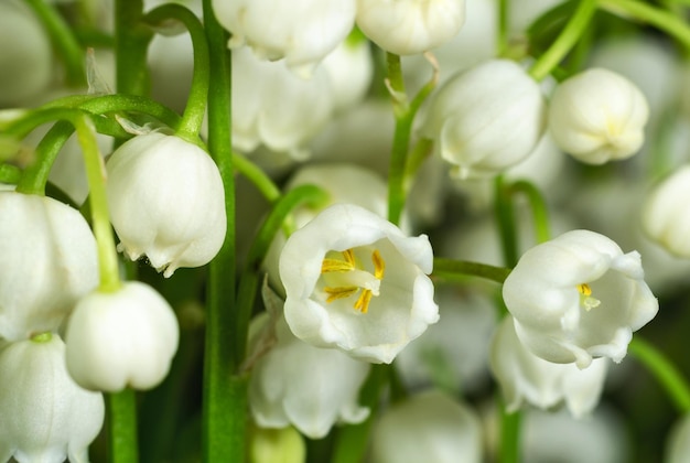 Lily of the valley flowers close up