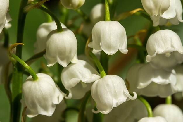 Lily of the valley flowers  on green background