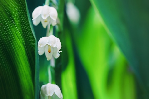 lily of the valley flowers with green leaves illuminated by sunlight