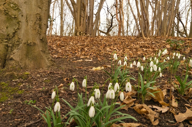 Lily of the valley on the forest floor among foliage and trees Spring flower