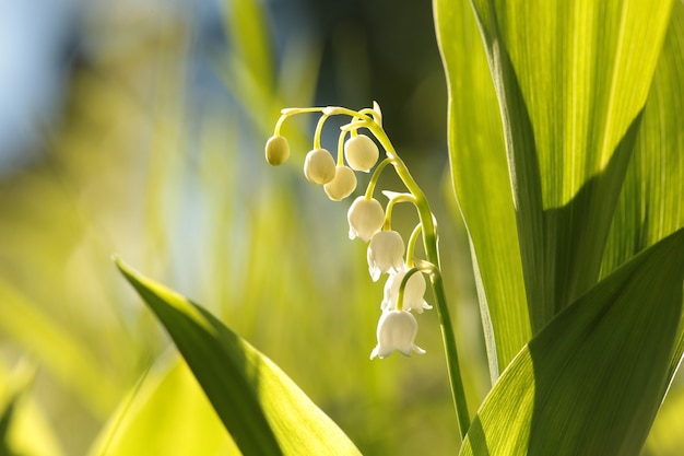 Lily of the valley in the forest