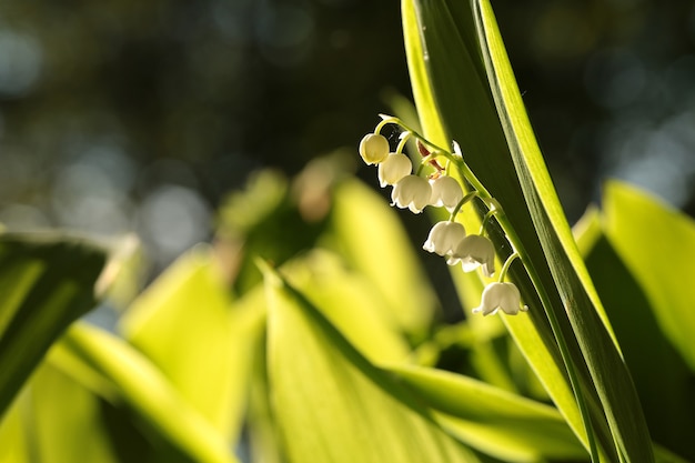 Lily of the valley in the forest