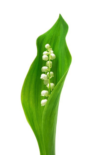 Lily of the valley on green leaf