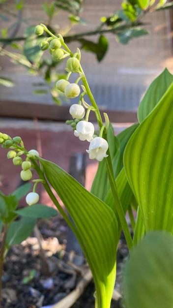 スズランは、甘い香りのベル型の白い花を持つ森林の開花植物です。