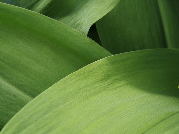 lily of the valley leaves