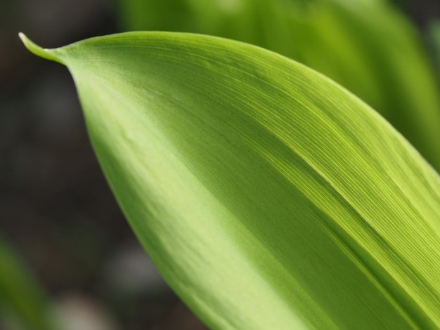 lily of the valley leaves