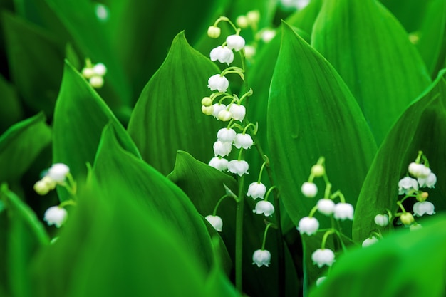 Lily of the valley or May lily blooming in the forest