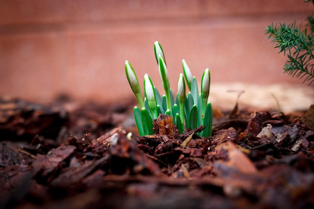 Lily of the valley sprouts sprout from the ground