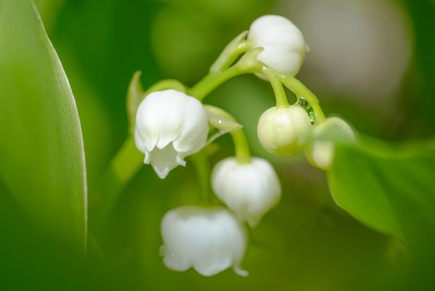 Lily of the valley on the sunlight outdoors