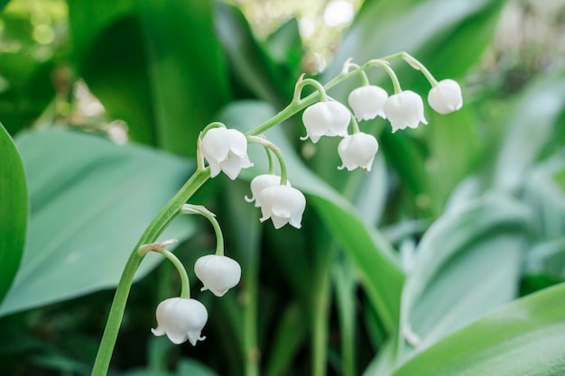 Lily of the valley valley lily Lilyofthevalley Convallaria majalis Spring background Floral background