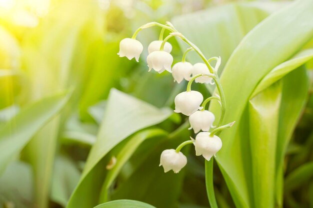 Lily of the valley valley lily Lilyofthevalley Convallaria majalis Spring background Floral background