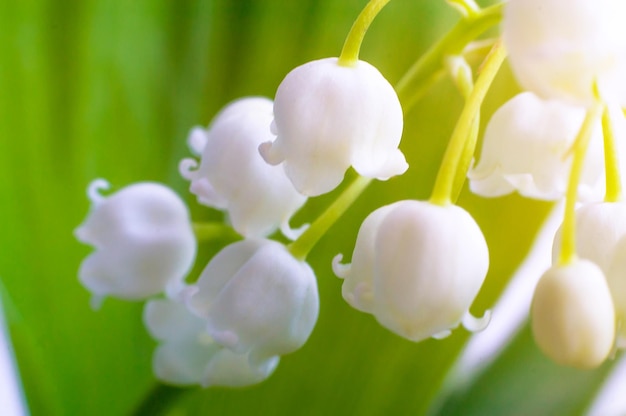 Ландыш долины лилии Lilyofthevalley Convallaria majalisВесенний фон Цветочный фонВыборочный фокус