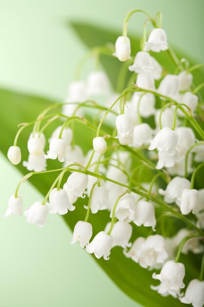 Photo lily of the valley