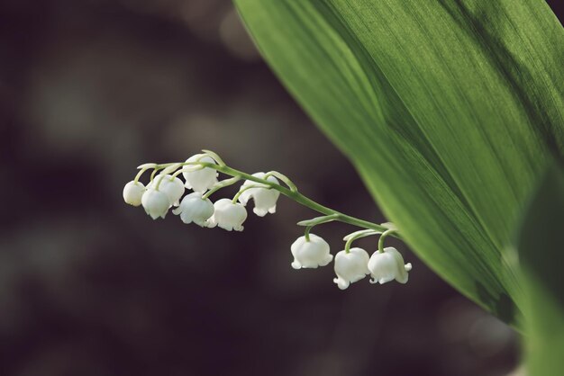 Lily of the valley