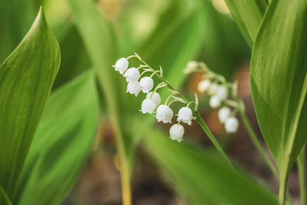 Lily of the valley