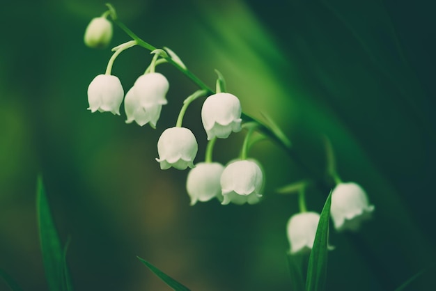 Lily of the valley