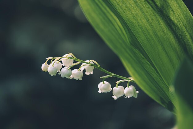 Lily of the valley