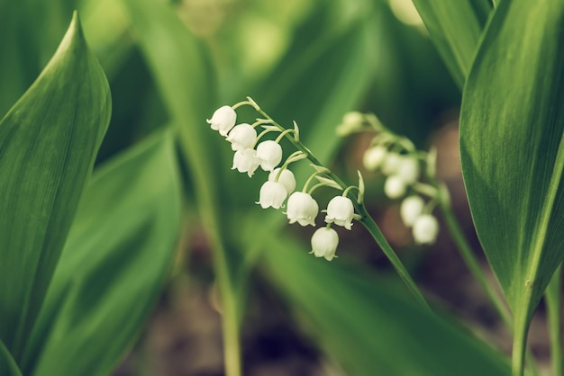 Lily of the valley