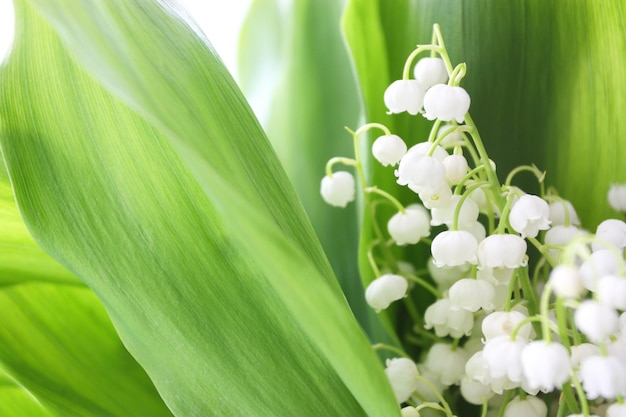 Lily of the valley