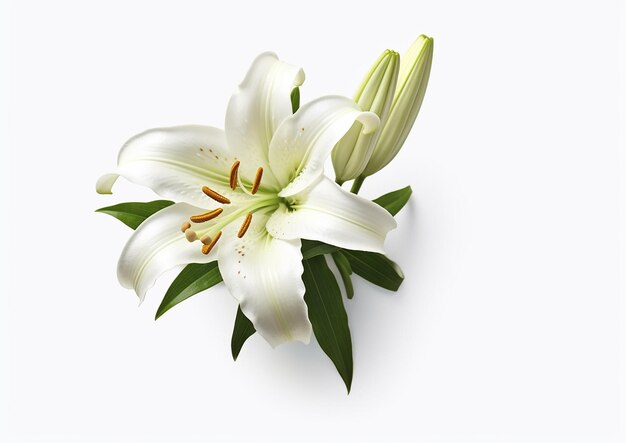 A Lily on a white background