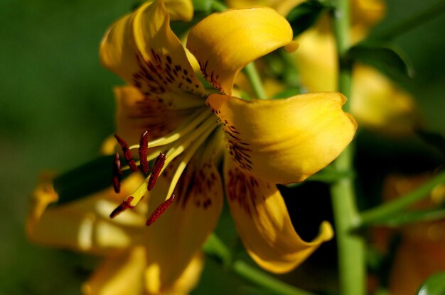 Lily Yellow Bruse красивый ботанический снимок, натуральные обои