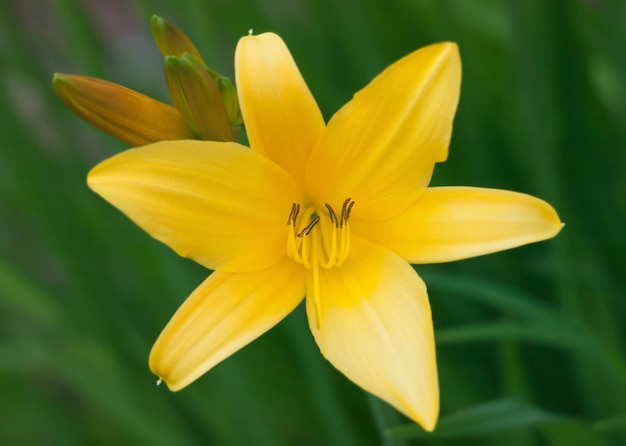 Lily Yellow