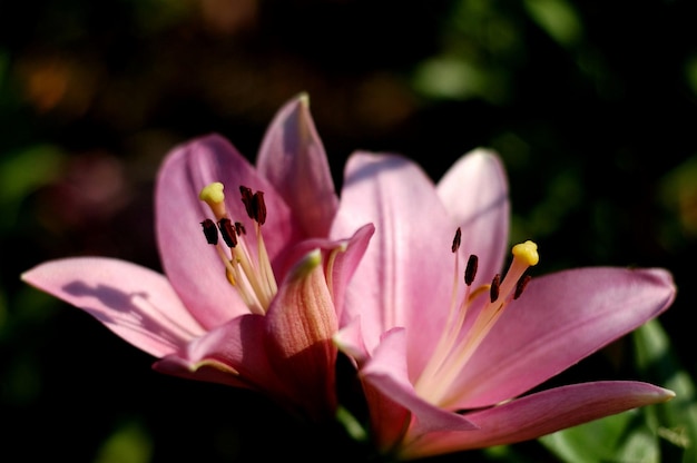 Lily yerseke bellissimo scatto botanico, carta da parati naturale