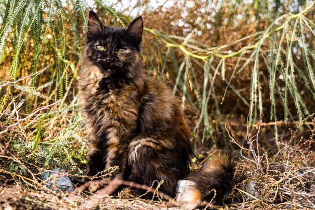 Foto limassol cipro - 10 dicembre 2021 gatto randagio che vive per le strade di limassol sull'isola di cipro