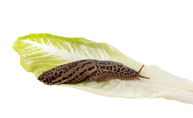 Limax maximus in front of white background