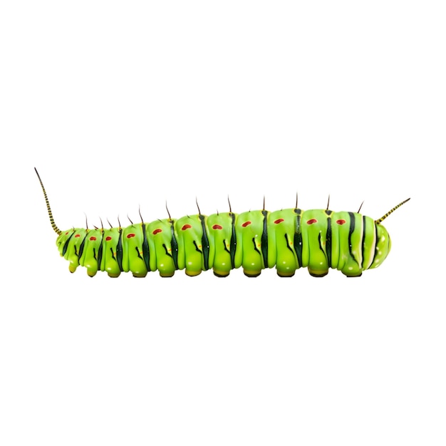 Photo lime butterfly caterpillar in white background