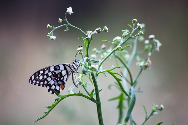 Farfalla di calce sulla pianta del fiore