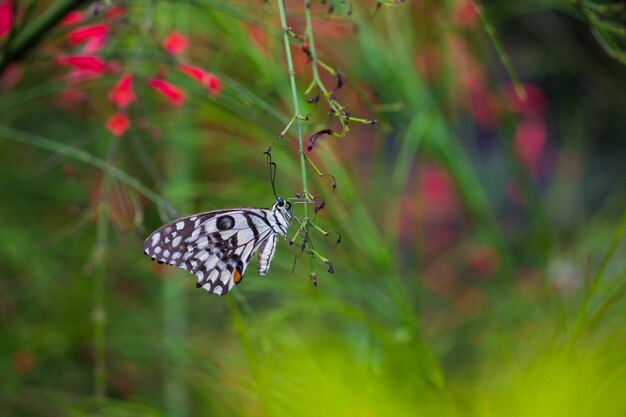 Lime Butterfly on the  flower Plant