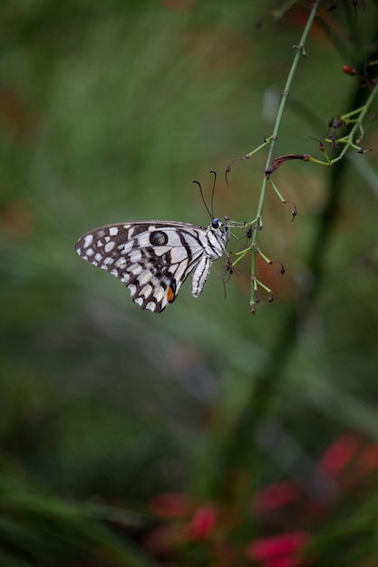 Lime Butterfly on the Plant