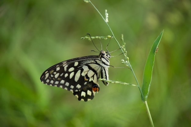 Lime Butterfly sitting on a flower plant in a soft green